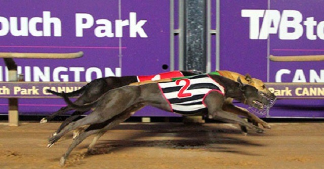 cannington greyhound racing perth gambling