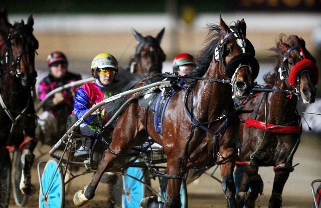 harness racing adelaide gambling