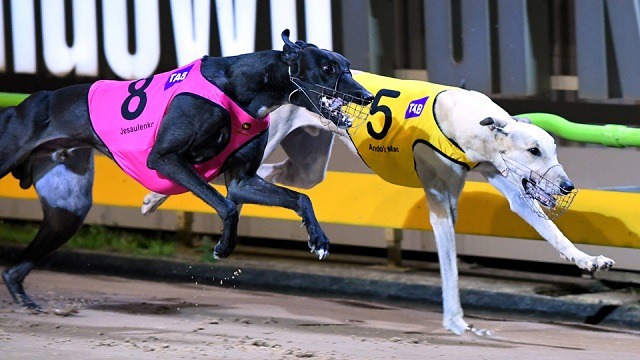 sandown greyhound racing melbourne gambling